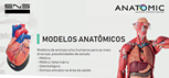 Anatomic